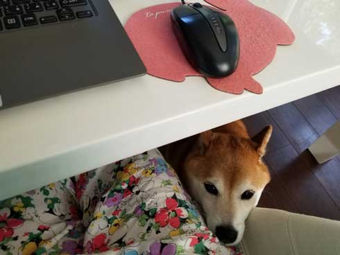 柴犬 おこげ えのき 泥棒 わんこ イタズラ