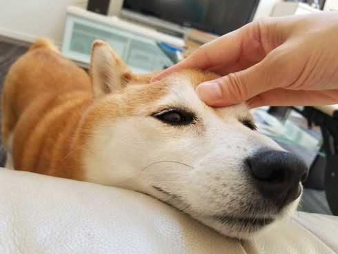 柴犬 おこげ えのき 泥棒 わんこ イタズラ