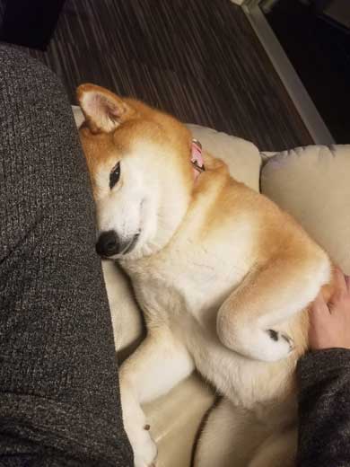 柴犬 おこげ えのき 泥棒 わんこ イタズラ