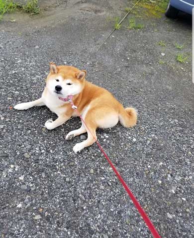 柴犬 おこげ えのき 泥棒 わんこ イタズラ