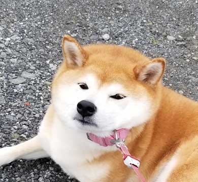 柴犬 おこげ えのき 泥棒 わんこ イタズラ