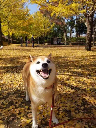 柴犬 おこげ えのき 泥棒 わんこ イタズラ