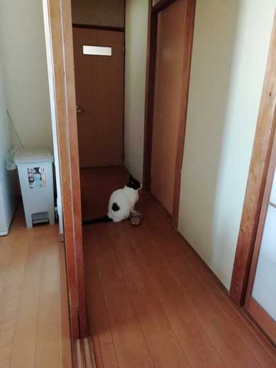 リモート授業 閉め出され 待つ けなげ 猫 息子 大好き ヌンヌン 六花チヨ