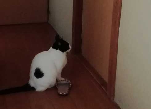 リモート授業 閉め出され 待つ けなげ 猫 息子 大好き ヌンヌン 六花チヨ