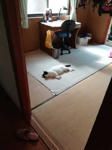 リモート授業 閉め出され 待つ けなげ 猫 息子 大好き ヌンヌン 六花チヨ