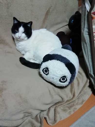リモート授業 閉め出され 待つ けなげ 猫 息子 大好き ヌンヌン 六花チヨ