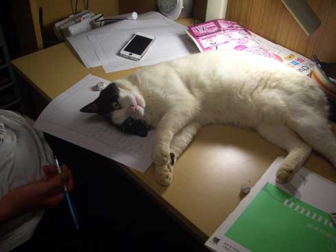 リモート授業 閉め出され 待つ けなげ 猫 息子 大好き ヌンヌン 六花チヨ