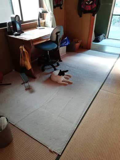 リモート授業 閉め出され 待つ けなげ 猫 息子 大好き ヌンヌン 六花チヨ
