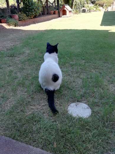 リモート授業 閉め出され 待つ けなげ 猫 息子 大好き ヌンヌン 六花チヨ