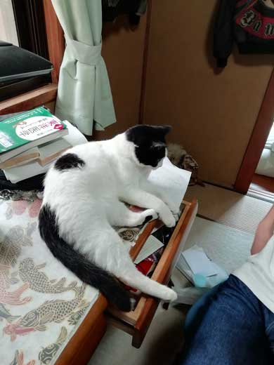 リモート授業 閉め出され 待つ けなげ 猫 息子 大好き ヌンヌン 六花チヨ