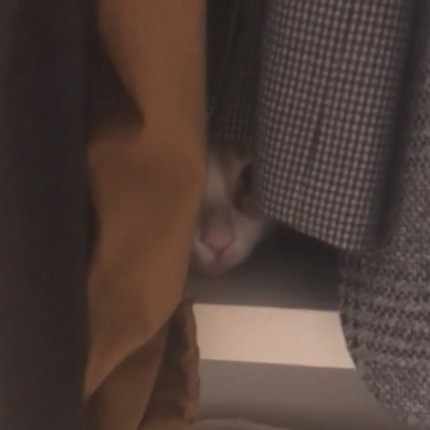 「780話　どこいったのキナコモチ！」