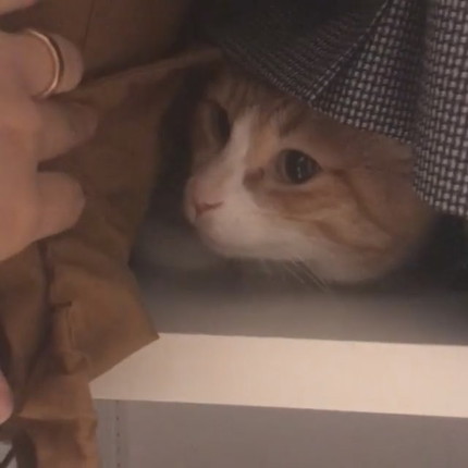 「780話　どこいったのキナコモチ！」