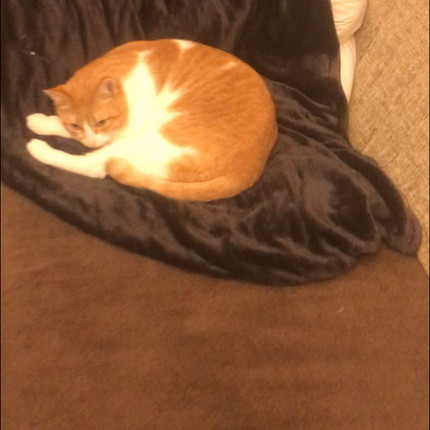 「787話　軟体ネコキナコモチ」