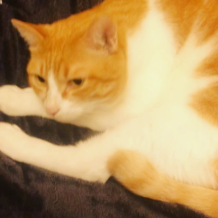 「787話　軟体ネコキナコモチ」