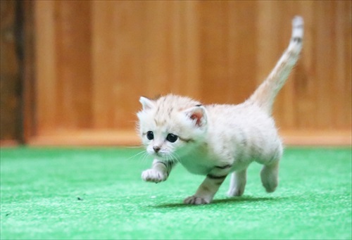 砂漠の天使　スナネコ』