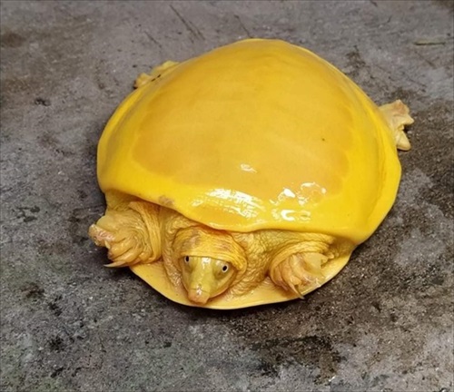 珍しいカメ発見