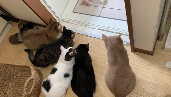 5匹のバックショット