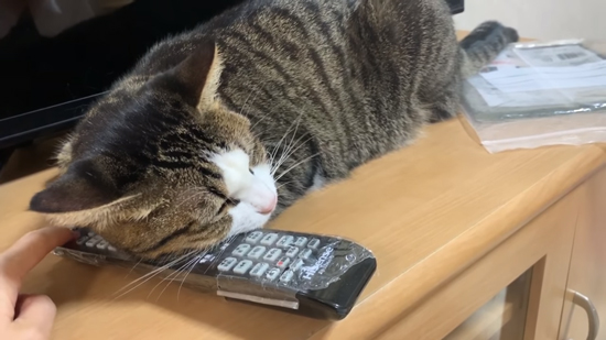 眠るオデコちゃんリモコンアップ