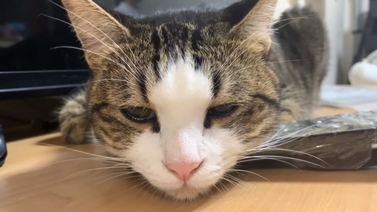 まどろむオデコちゃん顔ドアップ