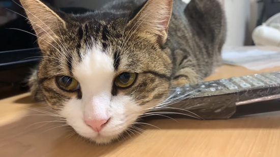 斜め上を見るオデコちゃん