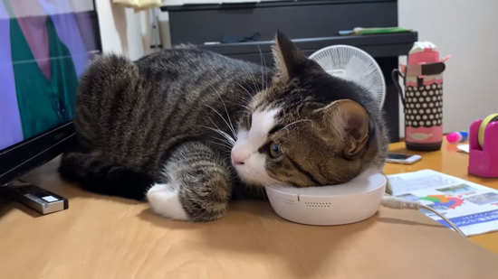 テレビを見るオデコちゃん