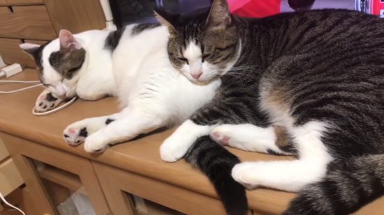 目を閉じる豆大福くんとオデコちゃん