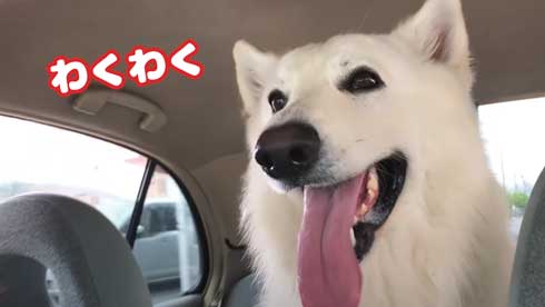 病院 嫌い 予防接種 全力 拒否 抵抗 ホワイトシェパード BJ 抱っこ