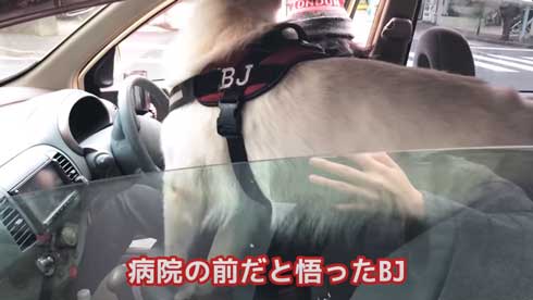 病院 嫌い 予防接種 全力 拒否 抵抗 ホワイトシェパード BJ 抱っこ