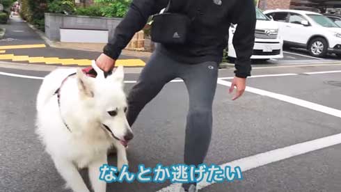 病院 嫌い 予防接種 全力 拒否 抵抗 ホワイトシェパード BJ 抱っこ