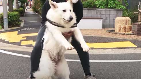 病院 嫌い 予防接種 全力 拒否 抵抗 ホワイトシェパード BJ 抱っこ