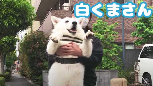 病院 嫌い 予防接種 全力 拒否 抵抗 ホワイトシェパード BJ 抱っこ