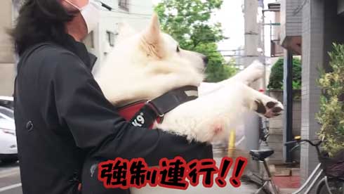 病院 嫌い 予防接種 全力 拒否 抵抗 ホワイトシェパード BJ 抱っこ