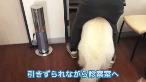 病院 嫌い 予防接種 全力 拒否 抵抗 ホワイトシェパード BJ 抱っこ