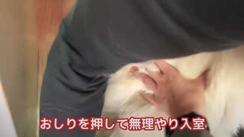 病院 嫌い 予防接種 全力 拒否 抵抗 ホワイトシェパード BJ 抱っこ