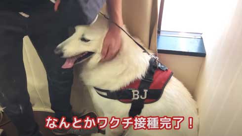 病院 嫌い 予防接種 全力 拒否 抵抗 ホワイトシェパード BJ 抱っこ