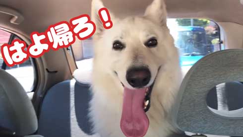 病院 嫌い 予防接種 全力 拒否 抵抗 ホワイトシェパード BJ 抱っこ