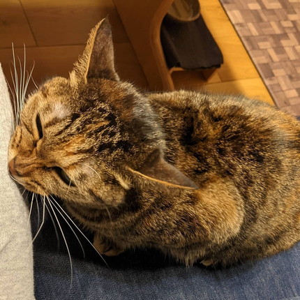 「猫は薄情っていうけど…」