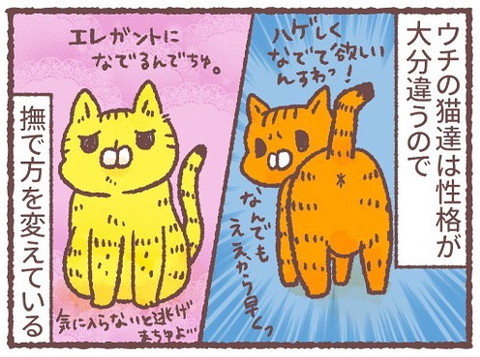 「深夜の謎猫ショー」