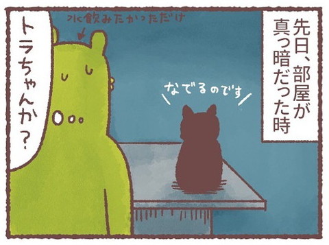 「深夜の謎猫ショー」