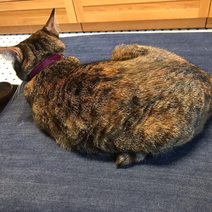 「深夜の謎猫ショー」