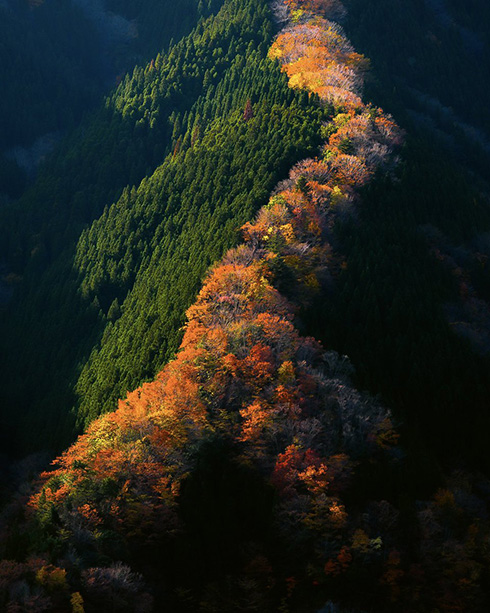 紅葉の“昇り龍”　奈良の秘境写真に「息を呑むとはこのこと」など感動の声