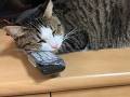 「ちょうど電源ボタンのところで……」　リモコンを枕に眠る猫ちゃんとテレビが見られない飼い主さんが面白い