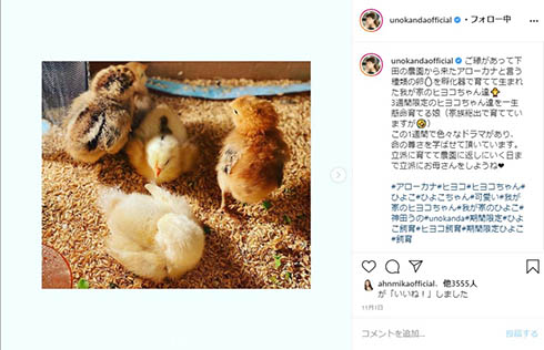 神田うの ヒヨコ 下田