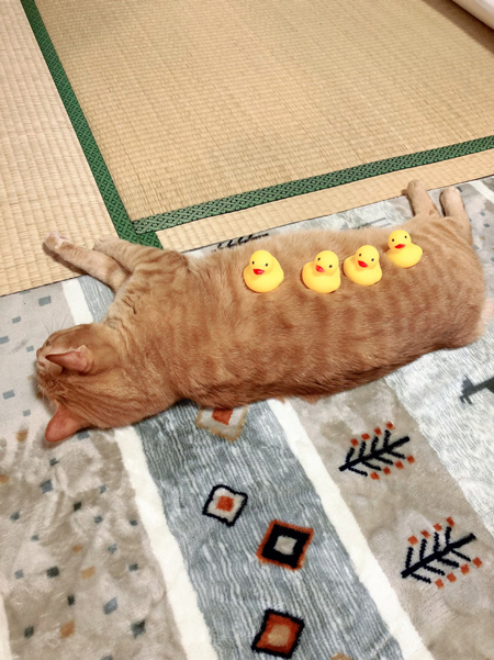 ホットカーペットねこ