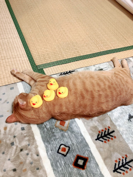 ホカペニャジラくんあひる頭の方