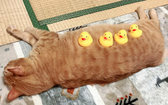 ホカペニャジラくんあひる真ん中アップ