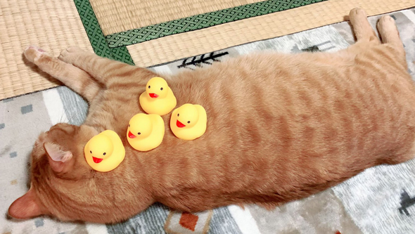 ホカペニャジラくんあひる頭の方アップ