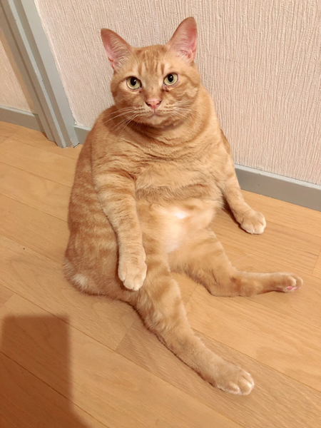 座るニャジラくん