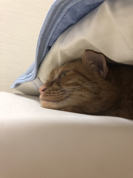 しゃくれニャジラくん