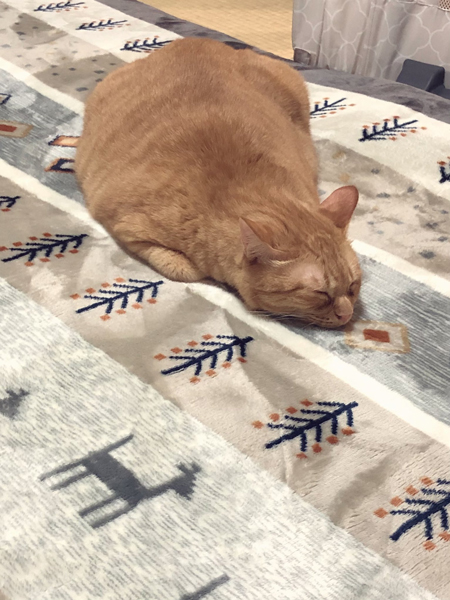 ホカペの上で平たいニャジラくん前から